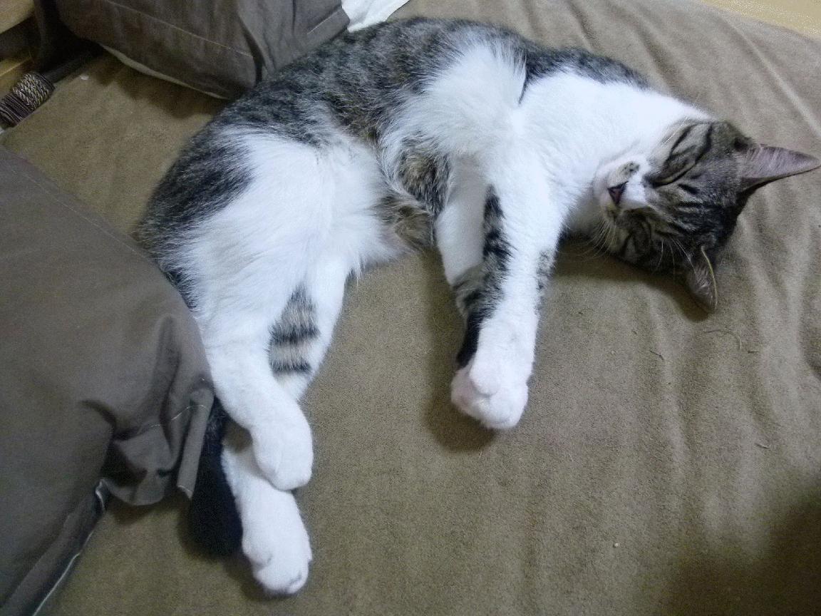 九游（jiuyou.com）游戏-NBA全明星赛前瞻：东西部队伍实力对比，nba全明星东西部各多少人