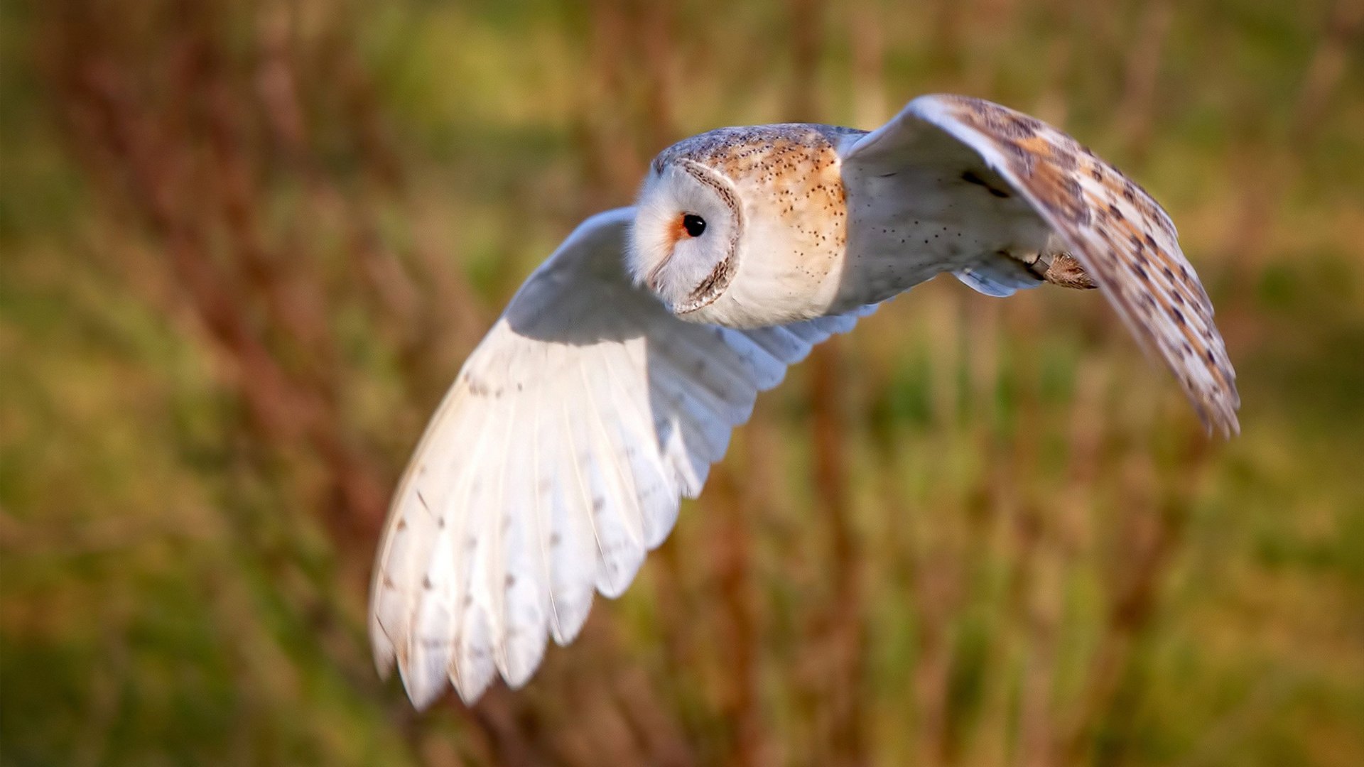 九游9游-卡利亚里后卫犯错失分，球队遭遇不利结果，卡利亚里转会