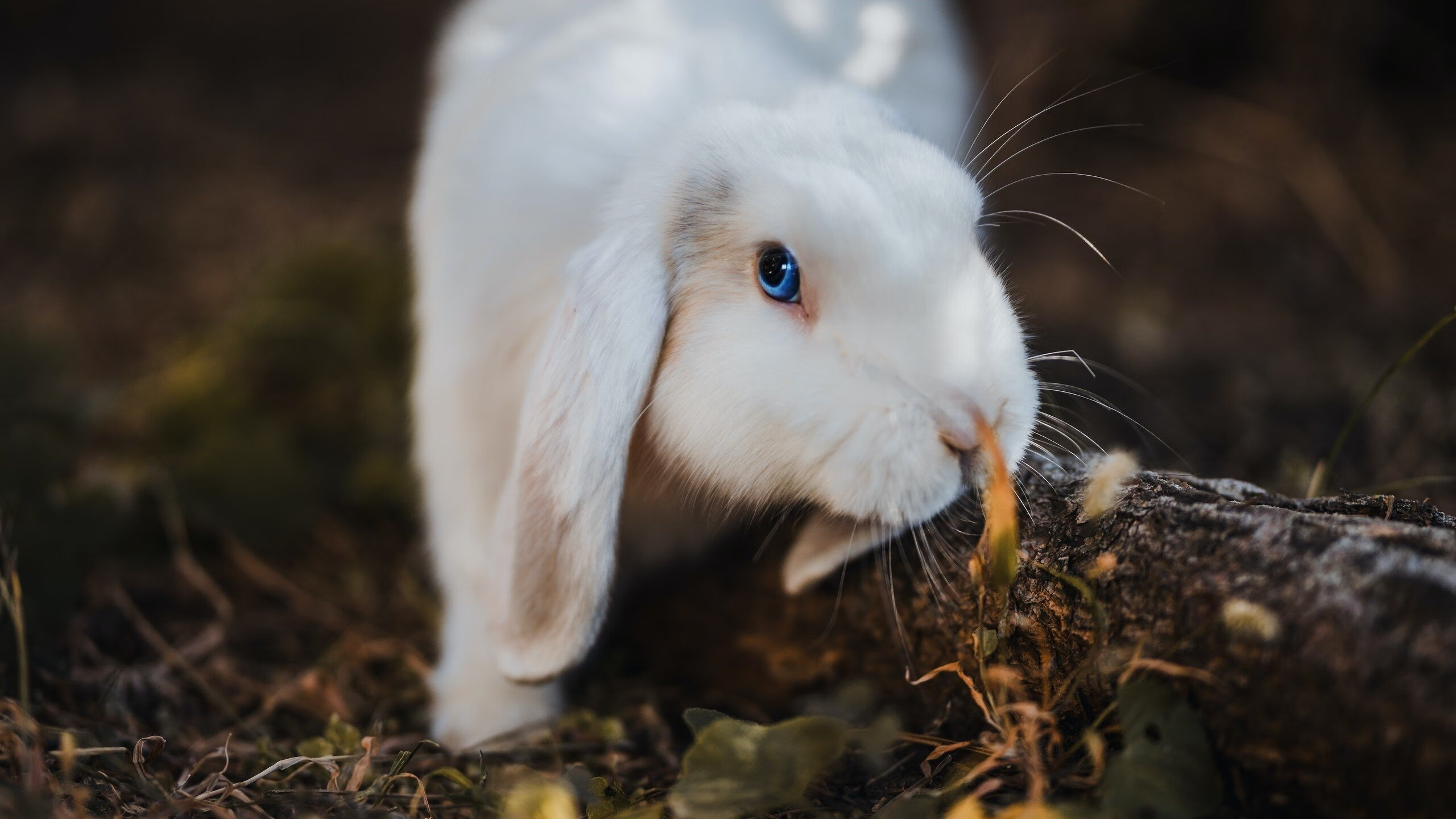 堡垒之夜加入全新游戏模式，堡垒之夜最好的设置