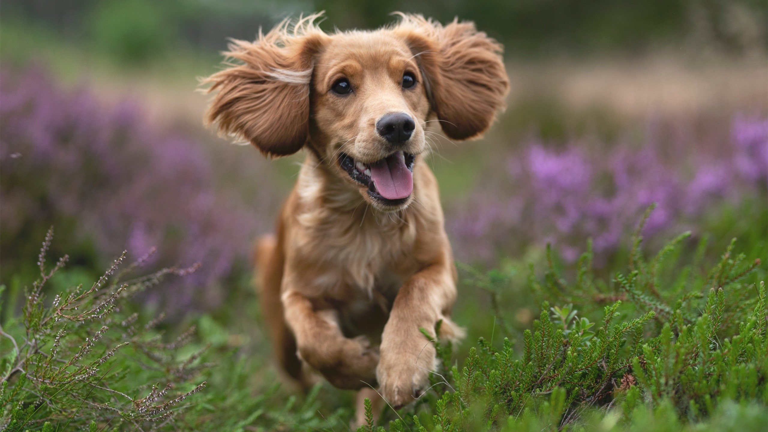 九游jiuyou-斯佩齐亚是否可提升后防默契度，斯佩齐亚ds