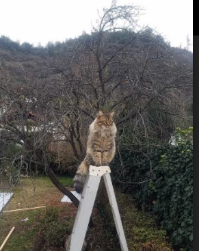 火箭队连胜！詹姆斯哈登表现出色！，火箭对勇士哈登绝杀