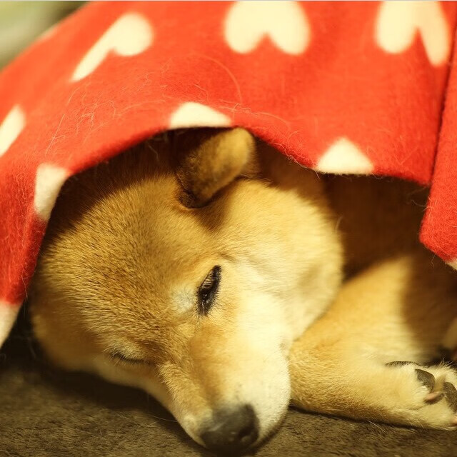 九游网页版官网-里尔客场逆转蒙彼利埃，取得胜利，里尔vs蒙彼利埃谁赢了