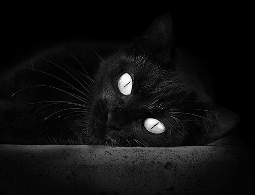 Chinese Taipei乒乓战术：精准预测与快速反应，台湾报道乒乓球