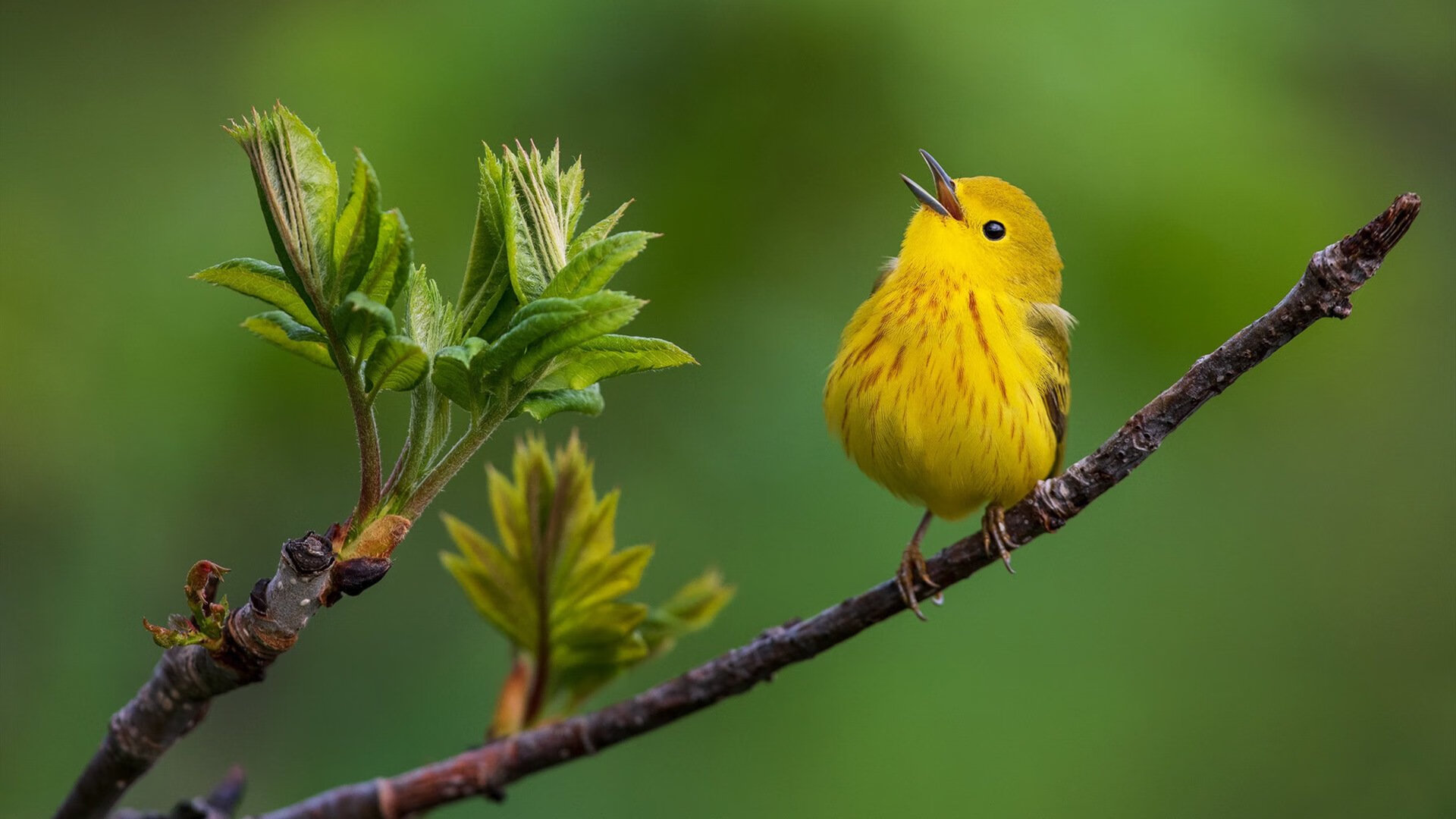主教练是否应通过节奏调整改变轮换节奏，主教练挑战有什么规定
