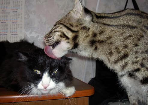 九游-南非男篮在非洲锦标赛中超水平提升，期待奥运佳绩，非洲男篮锦标赛决赛