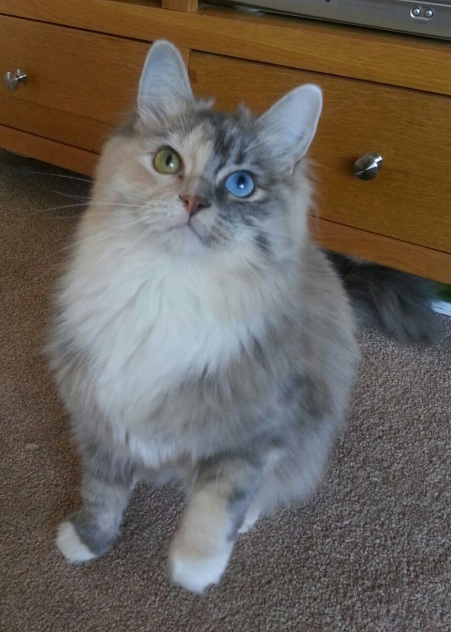 九游jiuyou-卢森堡男篮在欧洲预赛中爆出冷门，迈向国际舞台