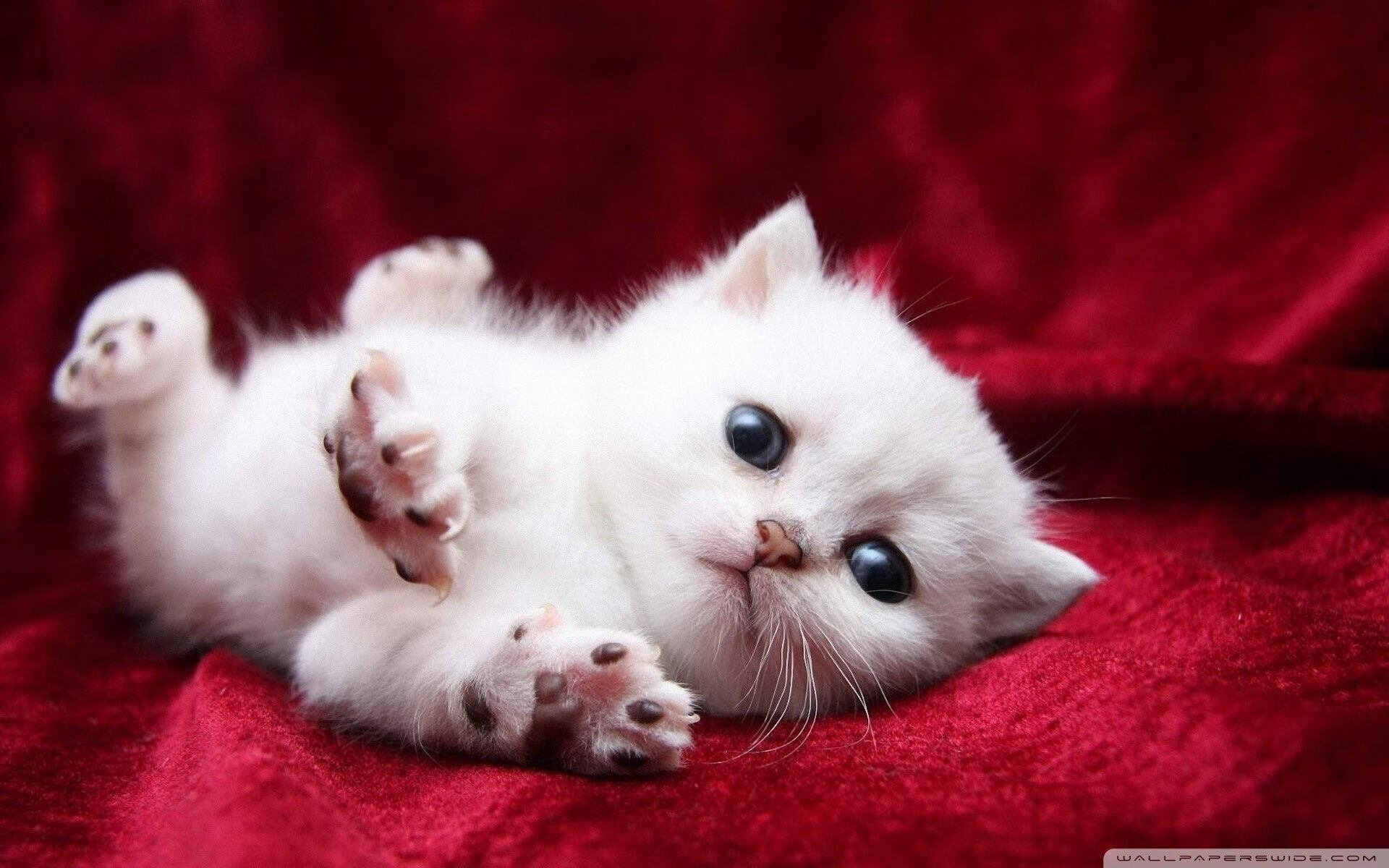 巴西队稳居南美预选榜首,世界杯前景看好