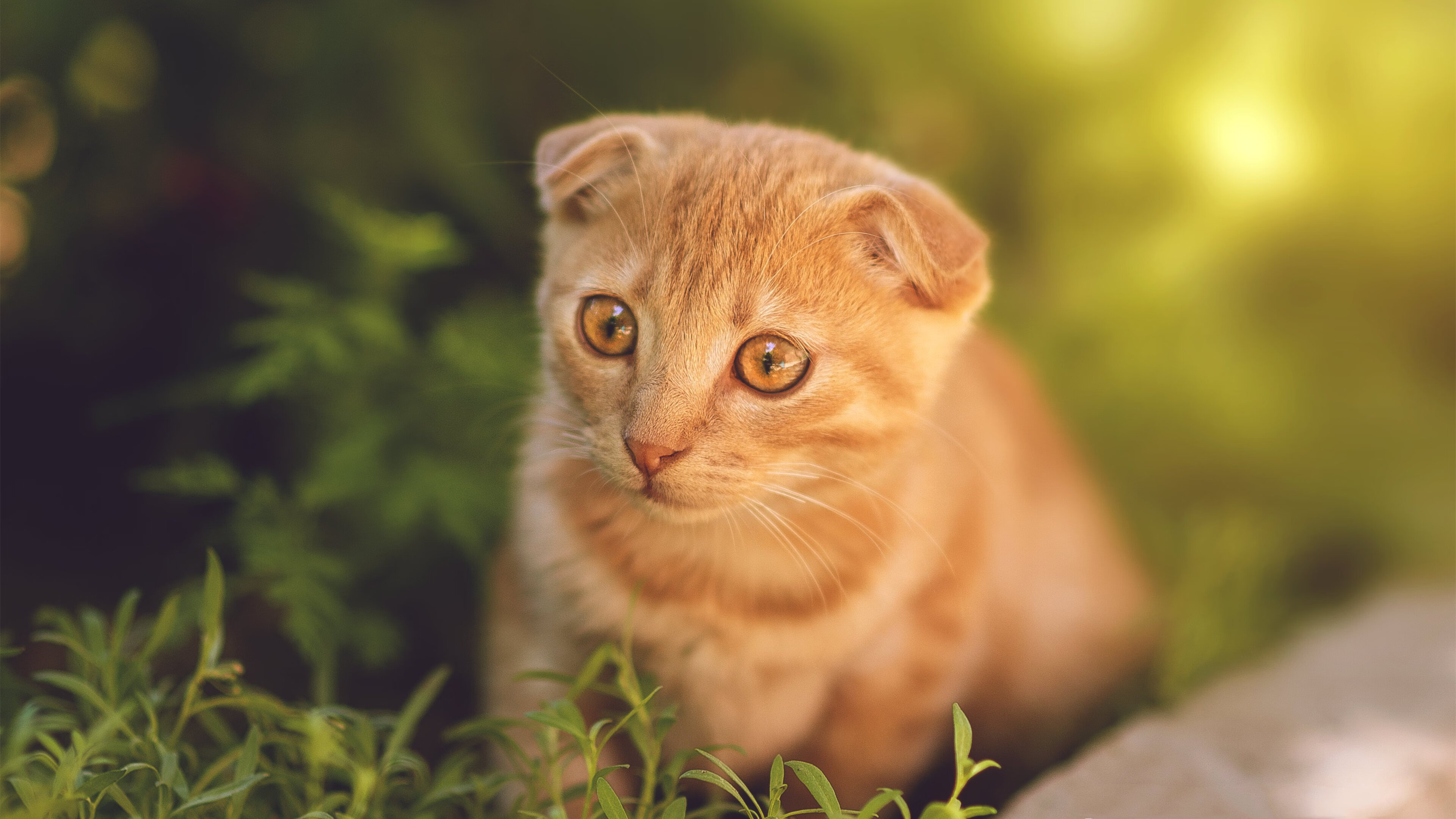 九游jiuyou-德甲快节奏：攻防转换展现极限实力，德甲速度排名