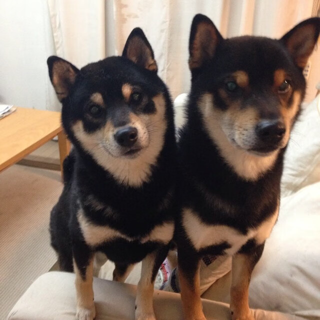 林丹鼓励年轻人坚持体育梦想,林丹说的励志的话